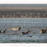 Phoques_16_08_2016_037-border