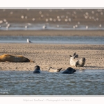 Phoques_17_08_2016_028-border