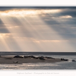 Phoques_Berck_03_11_2016_036-border