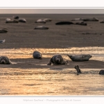 Phoques_Berck_03_11_2016_048-border