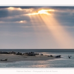 Phoques_Berck_03_11_2016_072-border