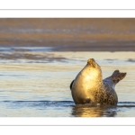 phoque veau-marin, ou phoque commun (Phoca vitulina)