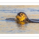 phoque veau-marin, ou phoque commun (Phoca vitulina)