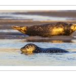 phoque veau-marin, ou phoque commun (Phoca vitulina)