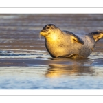 phoque veau-marin, ou phoque commun (Phoca vitulina)