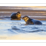 phoque veau-marin, ou phoque commun (Phoca vitulina)