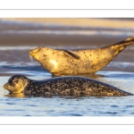 phoque veau-marin, ou phoque commun (Phoca vitulina)