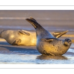 phoque veau-marin, ou phoque commun (Phoca vitulina)