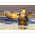 phoque veau-marin, ou phoque commun (Phoca vitulina)