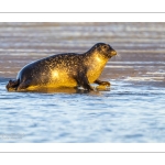 phoque veau-marin, ou phoque commun (Phoca vitulina)