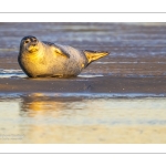 phoque veau-marin, ou phoque commun (Phoca vitulina)