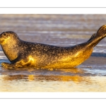 phoque veau-marin, ou phoque commun (Phoca vitulina)