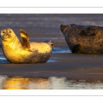 phoque veau-marin, ou phoque commun (Phoca vitulina)