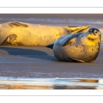 phoque veau-marin, ou phoque commun (Phoca vitulina)