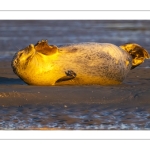 phoque veau-marin, ou phoque commun (Phoca vitulina)