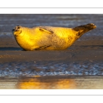 phoque veau-marin, ou phoque commun (Phoca vitulina)