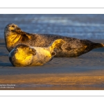 phoque veau-marin, ou phoque commun (Phoca vitulina)