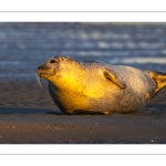 phoque veau-marin, ou phoque commun (Phoca vitulina)