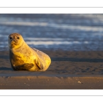 phoque veau-marin, ou phoque commun (Phoca vitulina)