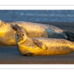 phoque veau-marin, ou phoque commun (Phoca vitulina)