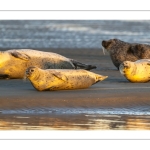 phoque veau-marin, ou phoque commun (Phoca vitulina)