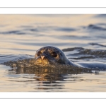 phoque veau-marin, ou phoque commun (Phoca vitulina)