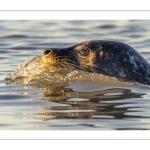 phoque veau-marin, ou phoque commun (Phoca vitulina)
