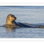 phoque veau-marin, ou phoque commun (Phoca vitulina)