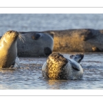 phoque veau-marin, ou phoque commun (Phoca vitulina)
