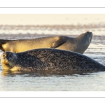 phoque veau-marin, ou phoque commun (Phoca vitulina)