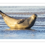 phoque veau-marin, ou phoque commun (Phoca vitulina)