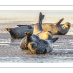 phoque veau-marin, ou phoque commun (Phoca vitulina)