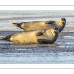 phoque veau-marin, ou phoque commun (Phoca vitulina)