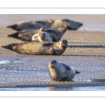 phoque veau-marin, ou phoque commun (Phoca vitulina)