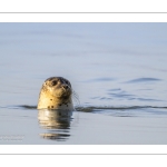 phoque veau-marin, ou phoque commun (Phoca vitulina)