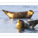phoque veau-marin, ou phoque commun (Phoca vitulina)