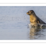 phoque veau-marin, ou phoque commun (Phoca vitulina)