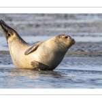 phoque veau-marin, ou phoque commun (Phoca vitulina)