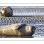 phoque veau-marin, ou phoque commun (Phoca vitulina)