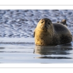 phoque veau-marin, ou phoque commun (Phoca vitulina)