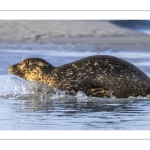 phoque veau-marin, ou phoque commun (Phoca vitulina)