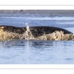 phoque veau-marin, ou phoque commun (Phoca vitulina)