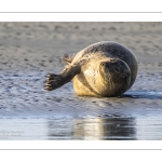 phoque veau-marin, ou phoque commun (Phoca vitulina)