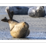 phoque veau-marin, ou phoque commun (Phoca vitulina)