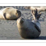 phoque veau-marin, ou phoque commun (Phoca vitulina)