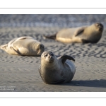 phoque veau-marin, ou phoque commun (Phoca vitulina)