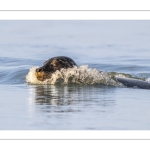 phoque veau-marin, ou phoque commun (Phoca vitulina)