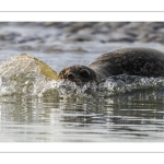 phoque veau-marin, ou phoque commun (Phoca vitulina)