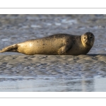 phoque veau-marin, ou phoque commun (Phoca vitulina)