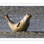 phoque veau-marin, ou phoque commun (Phoca vitulina)